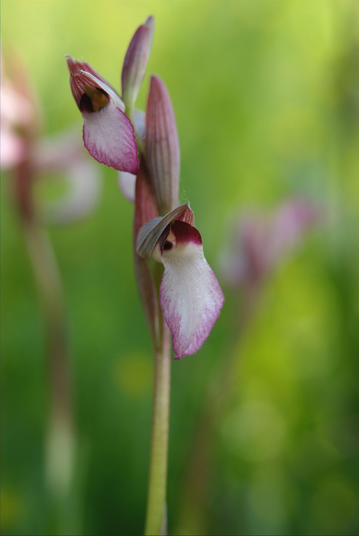 Orchidee a Sibolla: aiuto per la determinazione